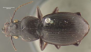 Media type: image;   Entomology 33047 Aspect: habitus dorsal view